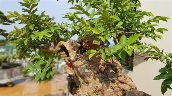 Ngam oi bonsai 300 tuoi khien dai gia “dung ngoi khong yen