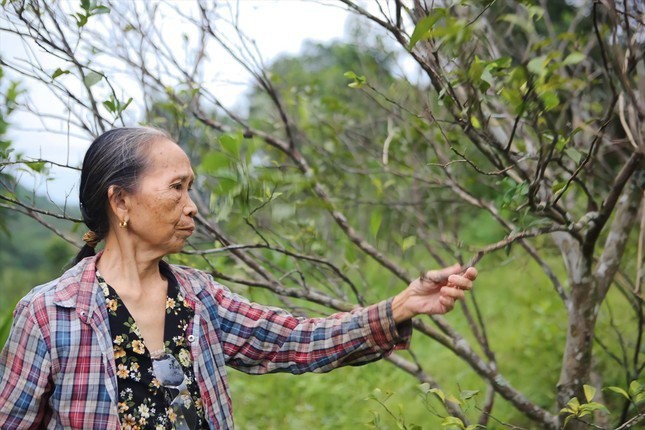 Cam dac san chet hang loat, nong dan that thu