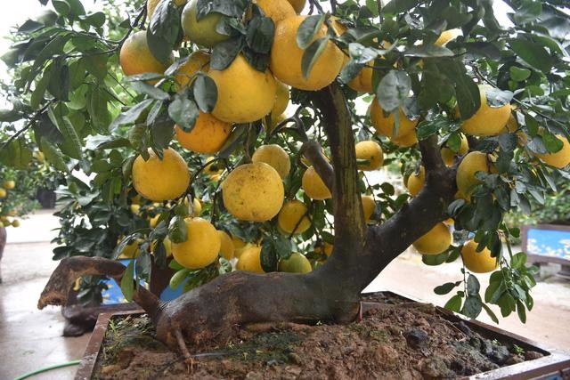 10 loai cay an qua bonsai cho dang dep “say long“-Hinh-9