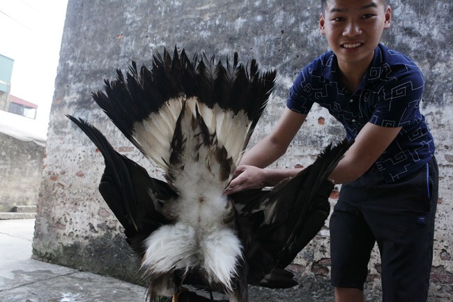 Bat mi loai chim du khien nguoi Viet vung “nui tien” mua lam canh-Hinh-10