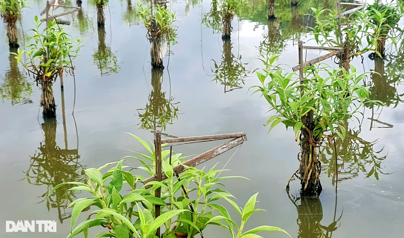 Am anh chim troi bi troi chan, dung lam moi nhu dong loai giua canh dong-Hinh-5