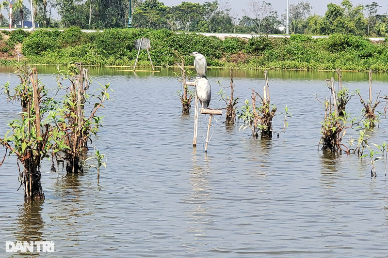 Am anh chim troi bi troi chan, dung lam moi nhu dong loai giua canh dong-Hinh-6