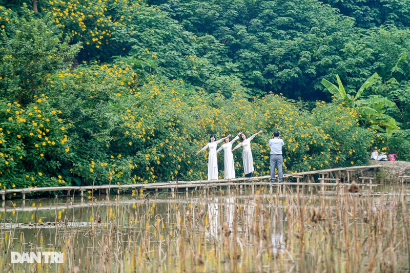 Ngam loai hoa “bieu tuong cua Da Lat” giua long Ha Noi-Hinh-2