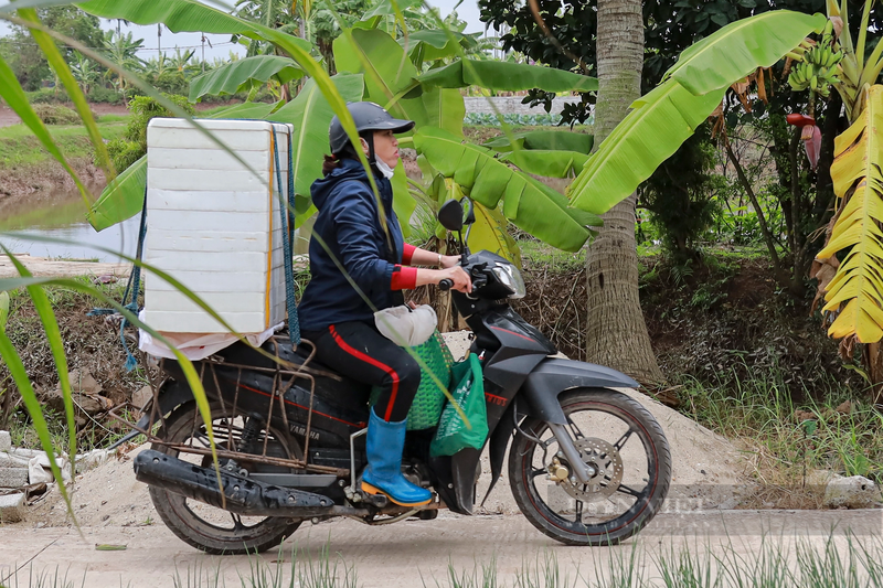 Nong dan Hai Duong khai thac ruoi thu hang tram trieu dong/ngay-Hinh-11