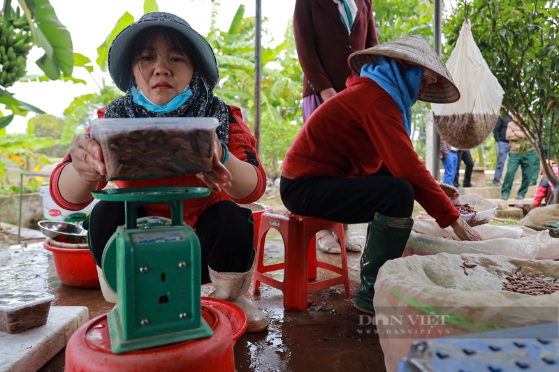 Nong dan Hai Duong khai thac ruoi thu hang tram trieu dong/ngay-Hinh-9