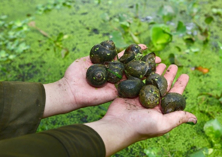 Nuoi con vat tuong vo bo, ai ngo bo tui  nhe 150 trieu-Hinh-3