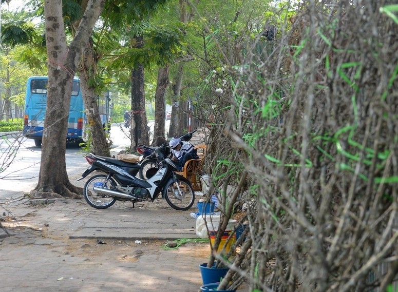 Chua Tet, nguoi Ha Noi chi tien trieu choi hoa le, man rung-Hinh-2