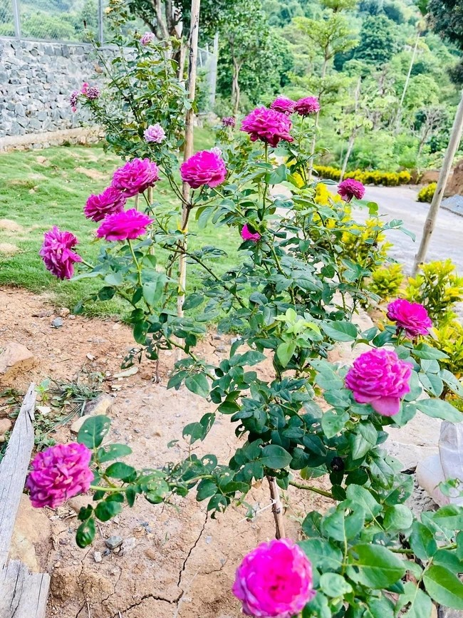 Nhà vườn 8.000m2 của nữ ca sĩ trẻ nhất được phong NSND - Hình 10 Nha vuon 8.000m2 cua nu ca si tre nhat duoc phong NSND-Hinh-10