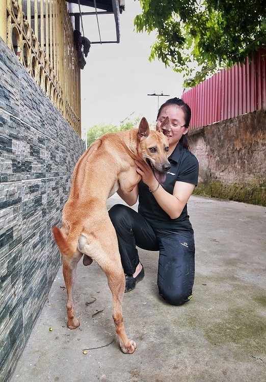 Cận cảnh trang trại chó Phú Quốc bạc tỷ của nữ dược sĩ Hà Nội - Hình 7 Can canh trang trai cho Phu Quoc bac ty cua nu duoc si Ha Noi-Hinh-7