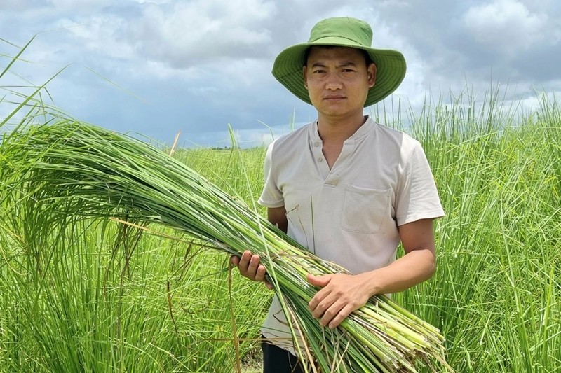 Bat ngo nhung loai co dai giup nong dan “hai ra tien“-Hinh-3