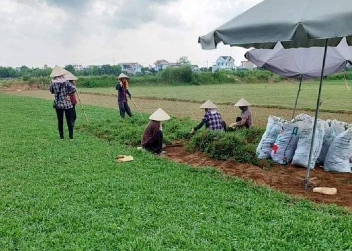 Bat ngo nhung loai co dai giup nong dan “hai ra tien“-Hinh-4