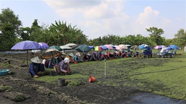 Bat ngo nhung loai co dai giup nong dan “hai ra tien“-Hinh-6