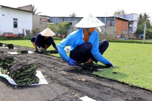 Bat ngo nhung loai co dai giup nong dan “hai ra tien“-Hinh-7