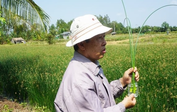 Bat ngo nhung loai co dai giup nong dan “hai ra tien“-Hinh-8