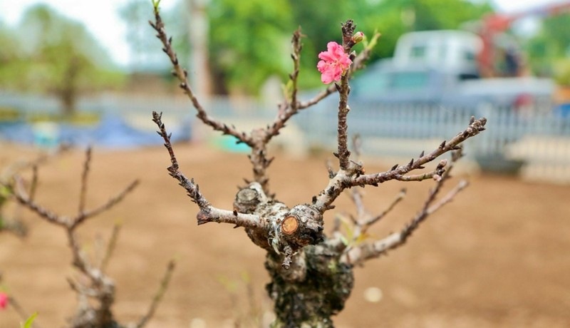 Ngắm đào tiến Vua giá chục triệu “ngủ” điều hòa chờ đón Tết - Hình 10 Ngam dao tien Vua gia chuc trieu “ngu” dieu hoa cho don Tet-Hinh-10