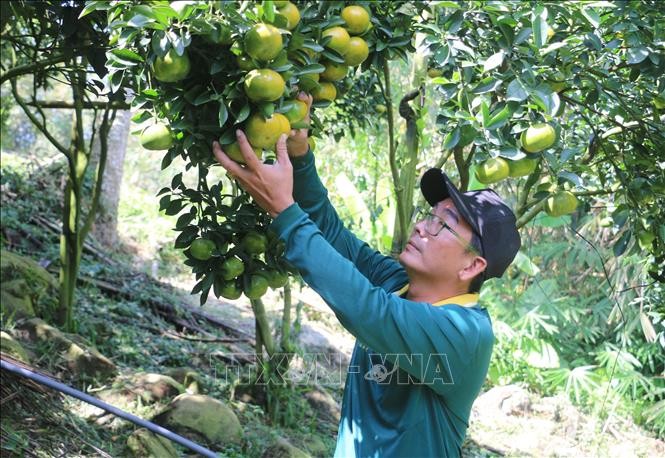 Nhung vuon quyt hong vu Tet tren 'noc nha mien Tay'