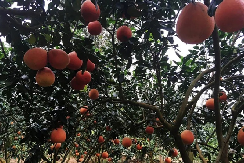 Bat mi loai buoi tien vua cu den Tet nha giau tranh nhau mua-Hinh-8