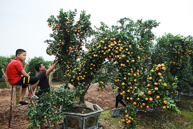 Chiem nguong quyt hinh rong khong lo don Tet Giap Thin 2024-Hinh-4