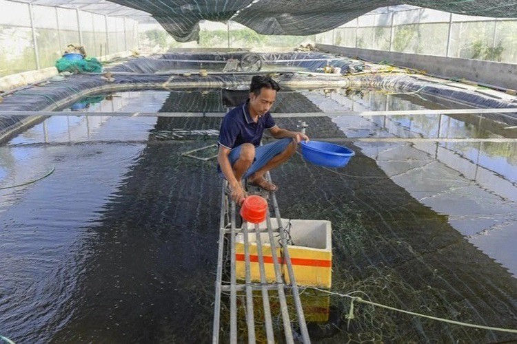 8x nuoi loai ca dac san, gia 900 nghin dong/kg van khong du ban-Hinh-2