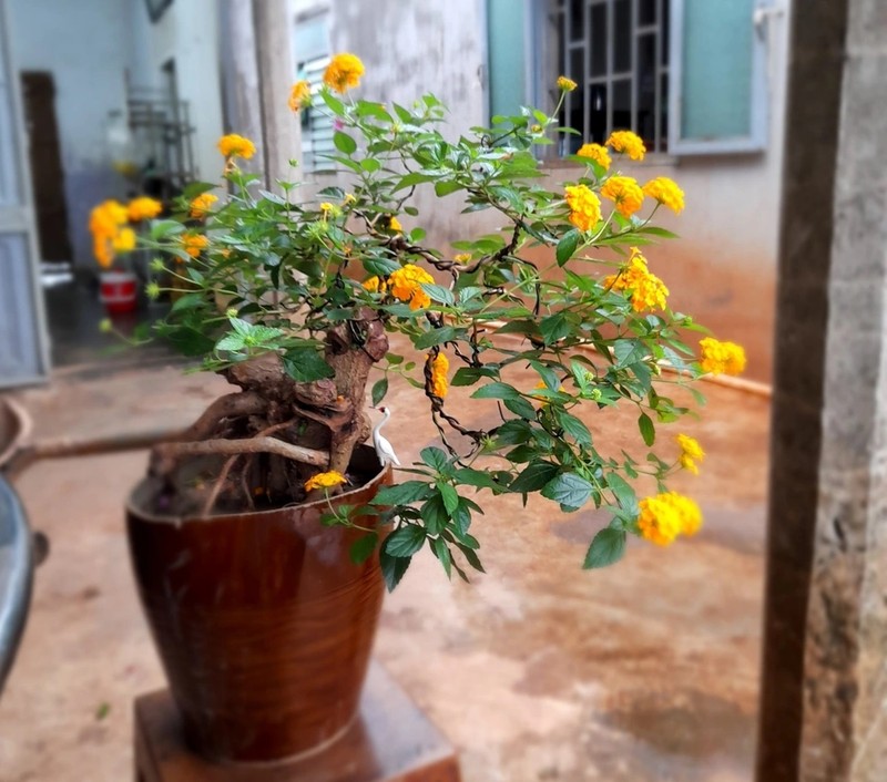 Bất ngờ loài cỏ dại thành thú chơi hút khách ở Hà Nội - Hình 9 Bat ngo loai co dai thanh thu choi hut khach o Ha Noi-Hinh-9