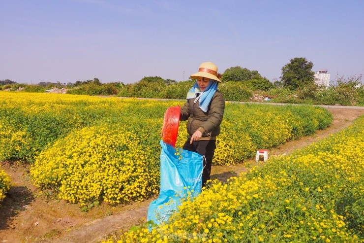 Sac vang ruc ro tren canh dong cuc chi mua thu hoach-Hinh-7