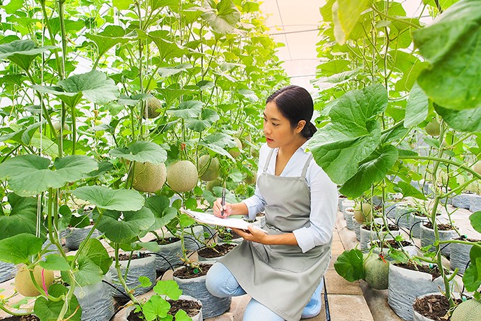 Bat mi loai qua gia ngang chiec o to, nguoi thuong kho mua duoc-Hinh-4