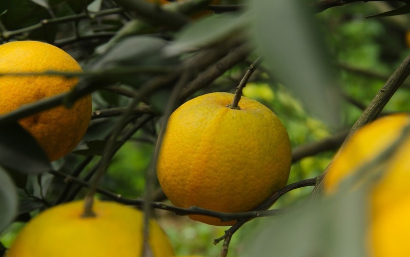 Những đặc sản “tiến vua” luôn “cháy hàng” dịp Tết - Hình 3 Nhung dac san “tien vua” luon “chay hang” dip Tet-Hinh-3