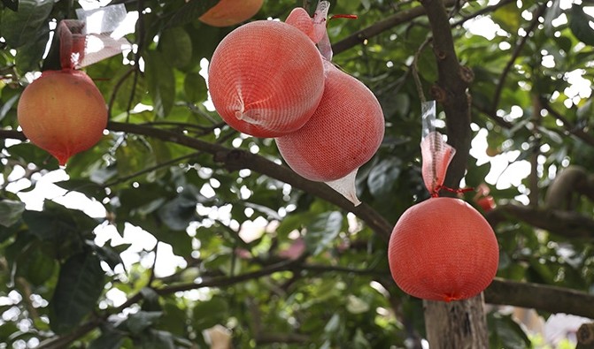 Những đặc sản “tiến vua” luôn “cháy hàng” dịp Tết - Hình 5 Nhung dac san “tien vua” luon “chay hang” dip Tet-Hinh-5