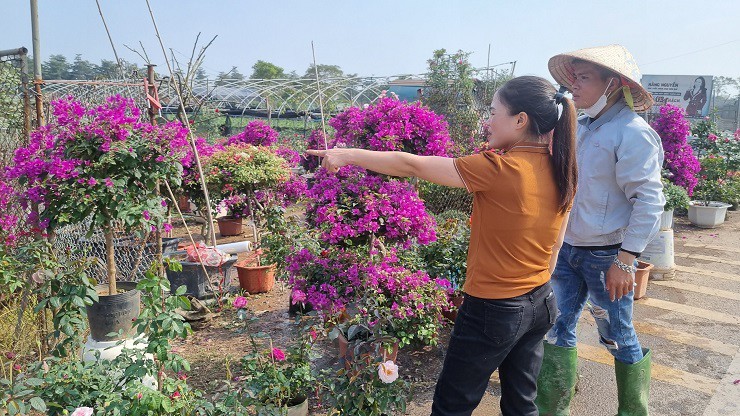 Nha vuon thu phu hoa Tet lon nhat mien Bac dem nguoc ngay thu tien-Hinh-11