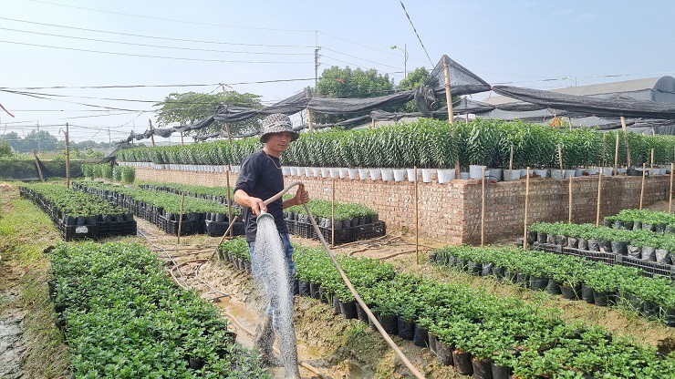 Nha vuon thu phu hoa Tet lon nhat mien Bac dem nguoc ngay thu tien-Hinh-4