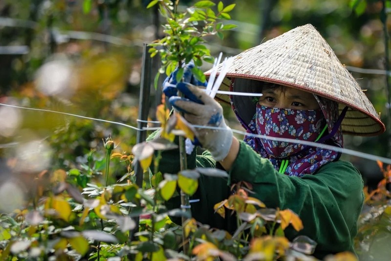 Vung hoa ngoai thanh Ha Noi hoi ha vao vu Tet Giap Thin-Hinh-4