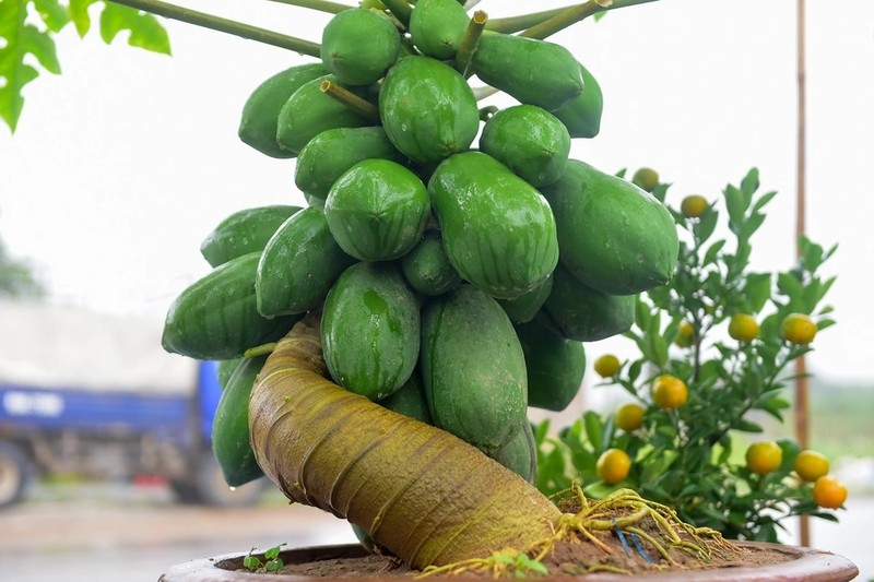 Đu đủ bonsai trĩu quả hút khách chơi Tết - Hình 2 Du du bonsai triu qua hut khach choi Tet-Hinh-2