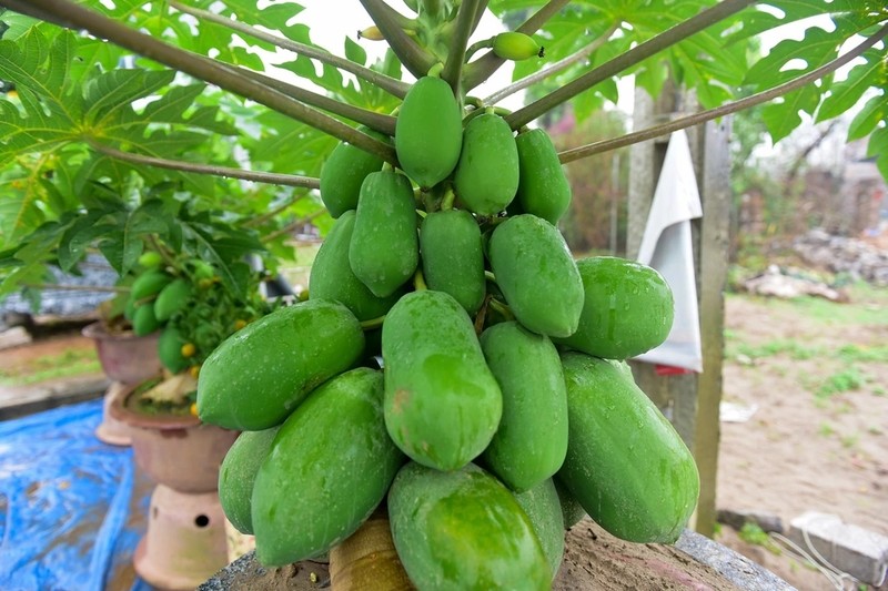 Đu đủ bonsai trĩu quả hút khách chơi Tết - Hình 4 Du du bonsai triu qua hut khach choi Tet-Hinh-4