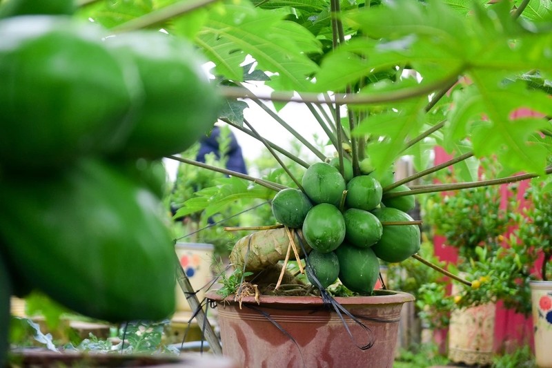 Đu đủ bonsai trĩu quả hút khách chơi Tết - Hình 6 Du du bonsai triu qua hut khach choi Tet-Hinh-6