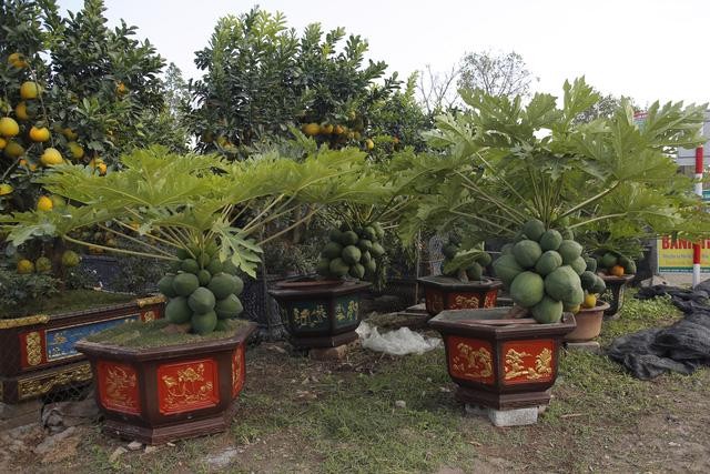 Đu đủ bonsai trĩu quả hút khách chơi Tết - Hình 9 Du du bonsai triu qua hut khach choi Tet-Hinh-9