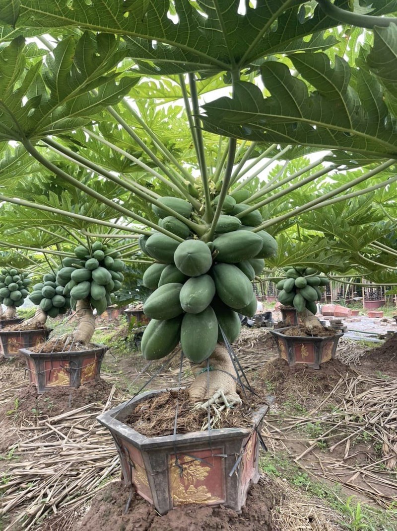 Du du bonsai triu qua hut khach choi Tet-Hinh-3