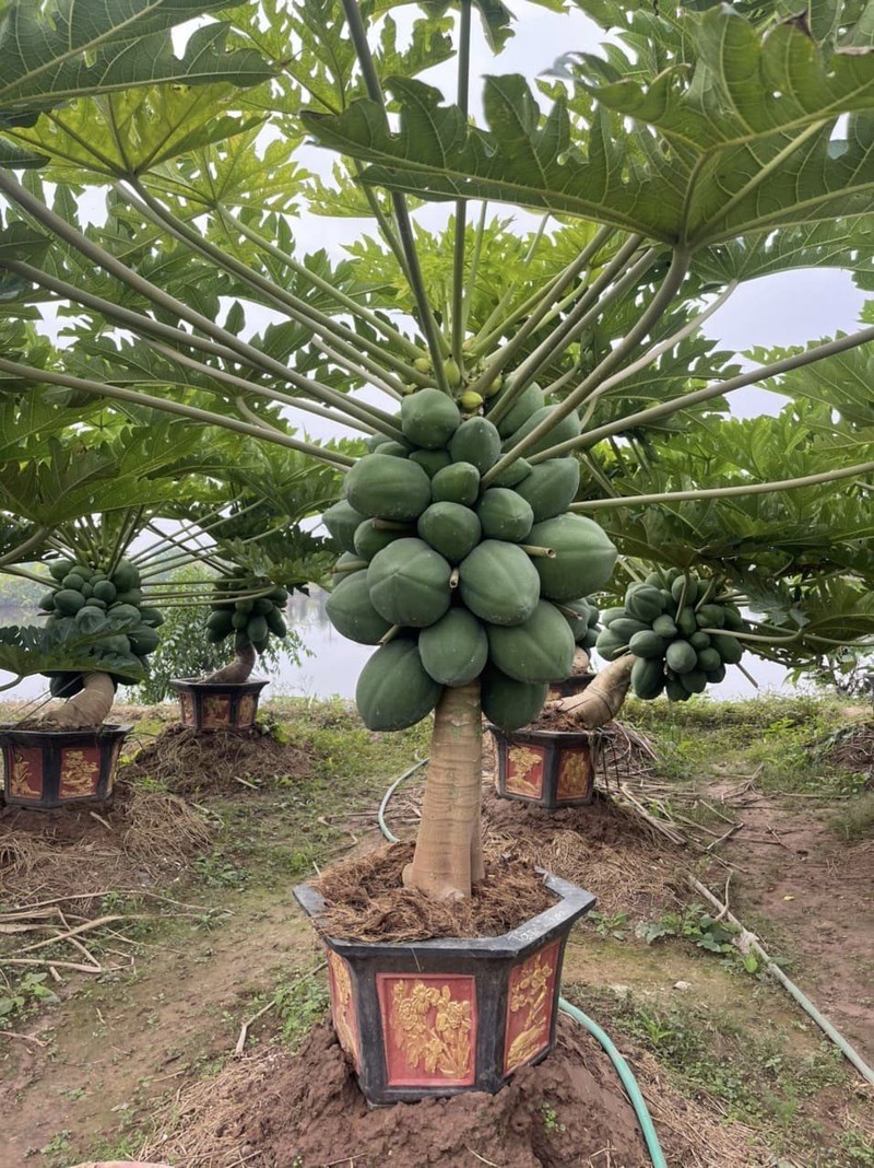 Du du bonsai triu qua hut khach choi Tet