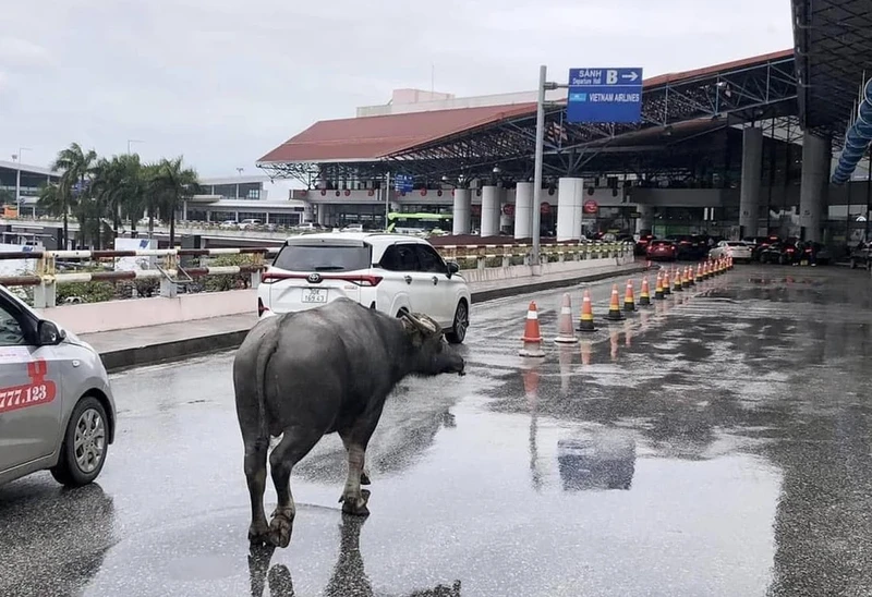 Trau bat ngo xuat hien ngay tren duong dan len san bay Noi Bai