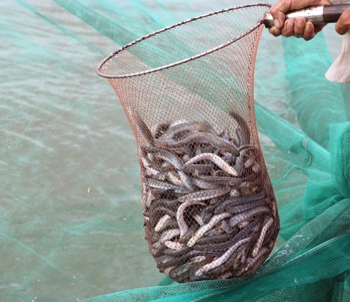 Loại cá xưa rẻ như cho, nay nửa triệu/kg khách thi nhau mua - Hình 2 Loai ca xua re nhu cho, nay nua trieu/kg khach thi nhau mua-Hinh-2