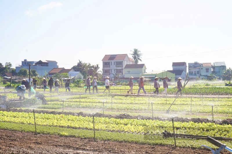 Lang rau sach noi tieng nhat mien Trung hoi ha vao vu Tet-Hinh-3