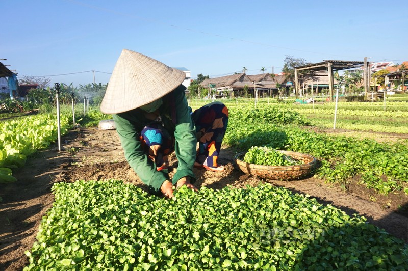 Lang rau sach noi tieng nhat mien Trung hoi ha vao vu Tet-Hinh-5