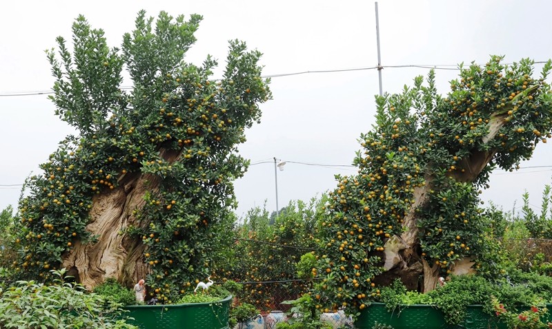 Chiem nguong loat bonsai go lua doc la don Tet 2024-Hinh-5