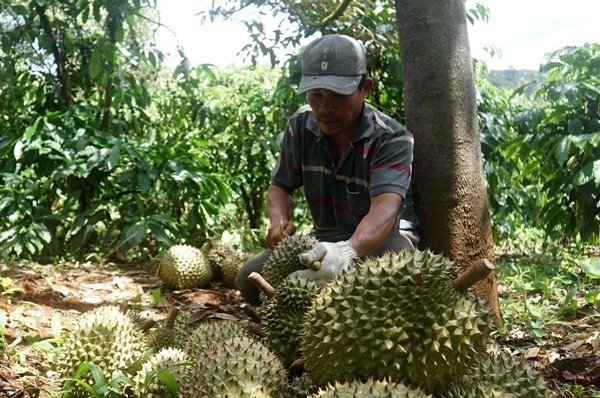 3 nghe doc la nhung “kiem tien nhu nuoc” o Viet Nam-Hinh-5