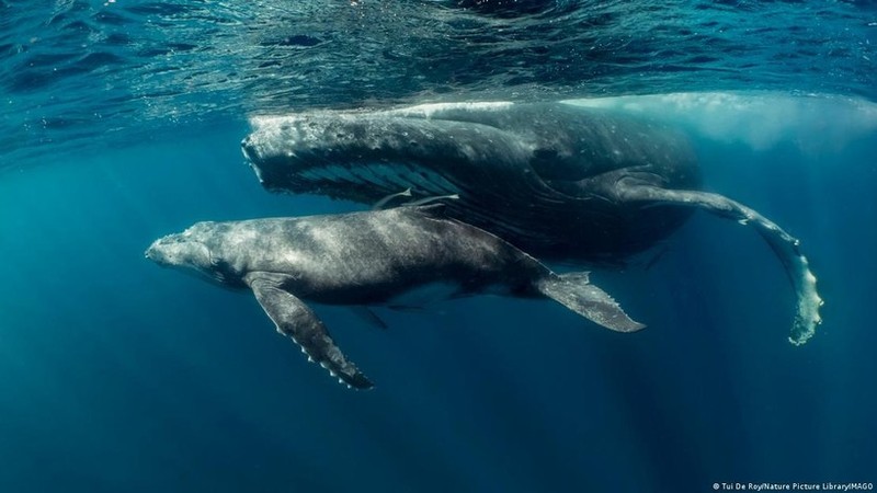 Cá voi có thể giao tiếp bằng giọng nói nhưng các nhà nghiên cứu không nhận ra những âm thanh đó giống &apos;ngôn ngữ&apos; của con người.
