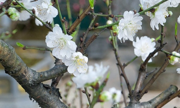 Bach dao quy hiem co nao khien dai gia “doc tien” san choi Tet?-Hinh-5