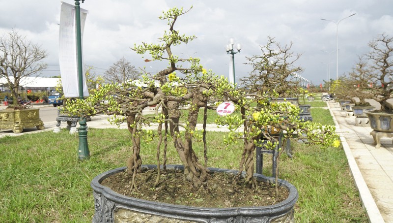 “Doc, la” goc mai vang bonsai don Tet “nhin la thich-Hinh-10