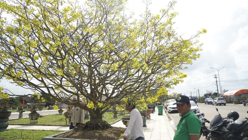 “Doc, la” goc mai vang bonsai don Tet “nhin la thich-Hinh-11