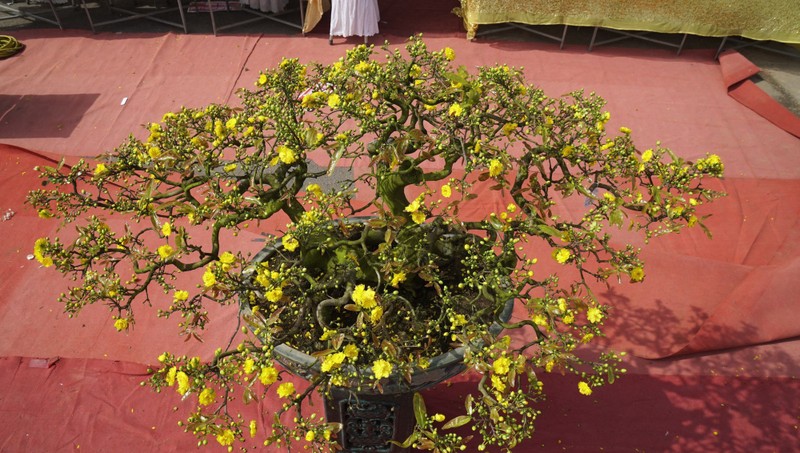 “Doc, la” goc mai vang bonsai don Tet “nhin la thich-Hinh-12