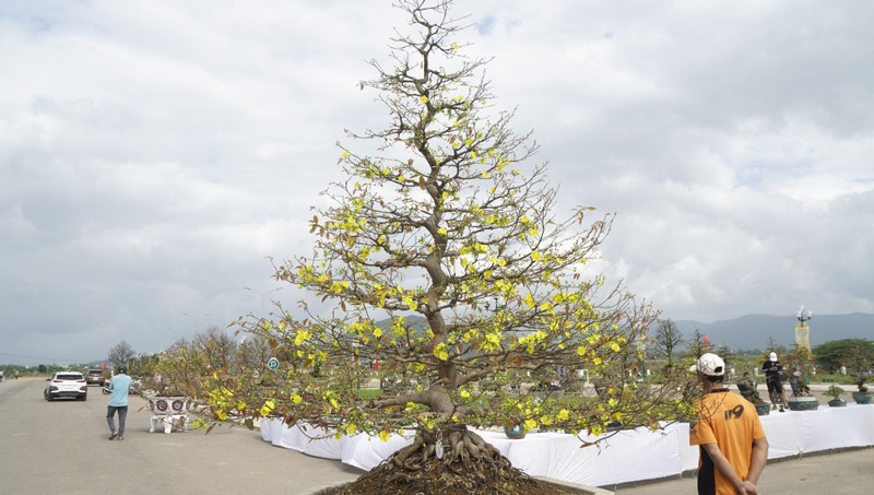 “Doc, la” goc mai vang bonsai don Tet “nhin la thich-Hinh-13