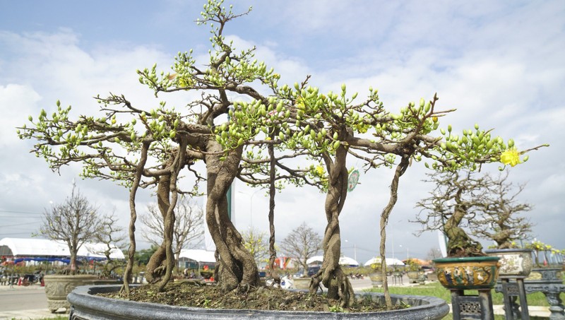 “Doc, la” goc mai vang bonsai don Tet “nhin la thich-Hinh-15